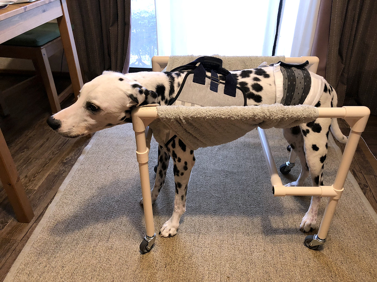 97%OFF!】 トイプードル4輪歩行器 リハビリ 食事補助 犬の歩行器 介護 